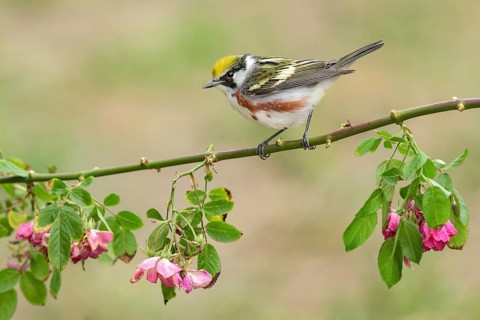 Chestnut-sided Warbler (Setophaga pensylvanica) male perched on a flowering branch, Texas, USA