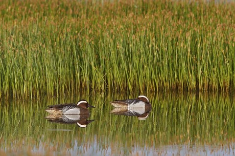 Garganey (Spatula querquedula) male, Greece