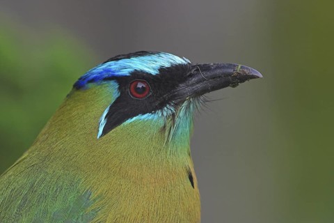 Amazonian Motmot (Momotus lessonii), Costa Rica
