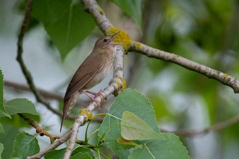 River Warbler (Locustella fluviatilis) singing, Brandenburg, Germany