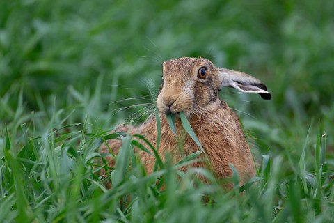 European brown hare (Lepus europaeus) adult animal feeding on a wheat crop leaf in a farmland field