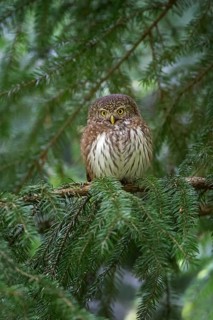 Eurasian Pygmy Owl (Glaucidium passerinum), Saxony, Germany