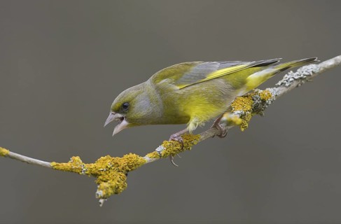 European Greenfinch (Chloris chloris) male, Saxony, Germany