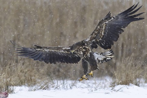 White-tailed Eagle (Haliaeetus albicilla) flying, Lower Saxony, Germany