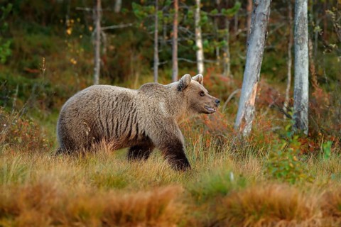 Bear in the forest. Beautiful big brown bear walking around lake with autumn colours. Dangerous