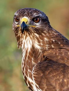 Common Buzzard (Buteo buteo), Asturias, Spain