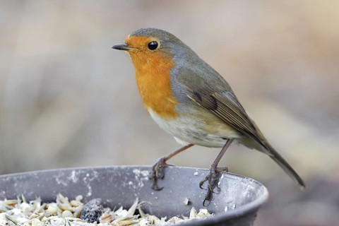 European Robin (Erithacus rubecula), Saxony-Anhalt, Germany
