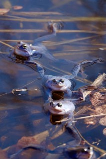 Blue moor frog males in the mating season, March, Saxony, Germany