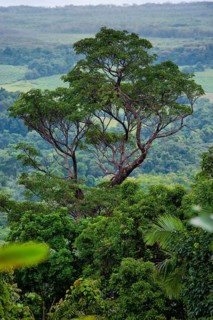 Tree, flora, rainforest, jungle, tropical forest, tropics, rain, nature, landscape, Daintree