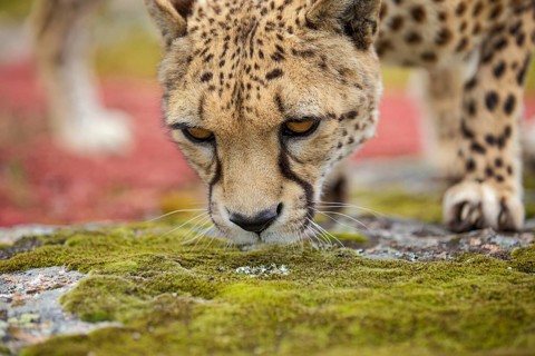 Cheetah (Acinonyx jubatus) captive, female, Castile-La Mancha, Spain