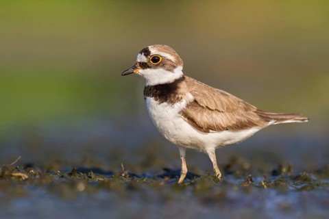 Little Ringed Plover (Charadrius dubius) foraging in the mud, Poland