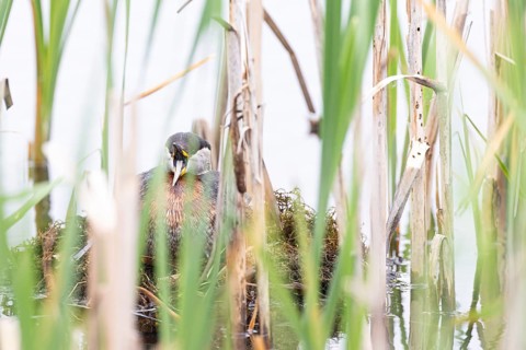 Red-necked Grebe (Podiceps grisegena) sitting on its nest with wide open bill, Virkkula,