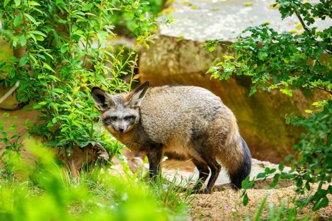 Bat-eared fox (Otocyon megalotis) walking on the ground looking for food, Bavaria, Germany