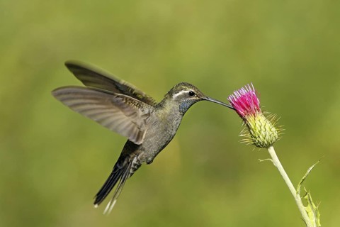 Blue-throated Hummingbird Lampornis clemenciae Chiricahua Mountains, Cochise County, Arizona,