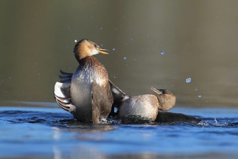 Little Grebe (Tachybaptus ruficollis), North Rhine-Westphalia, Germany