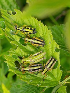 Green mountain grasshopper (Miramella alpina), Grasshopper, Green Mountain Grasshopper,