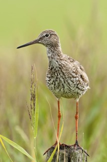 Common Redshank (Tringa totanus), Schleswig-Holstein, Germany