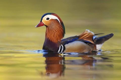 Mandarin Duck (Aix galericulata) male