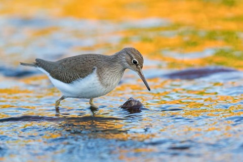 Common sandpiper, sandpiper (Actitis hypoleuco), biotope, habitat, foraging, Lesvos, Greece