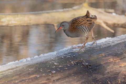 Water Rail (Rallus aquaticus) runs along a branch at the edge of the water in the moor. The sun is