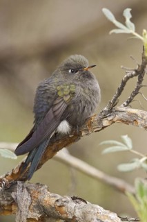 Blue-mantled Thornbill (Chalcostigma stanleyi), Ecuador