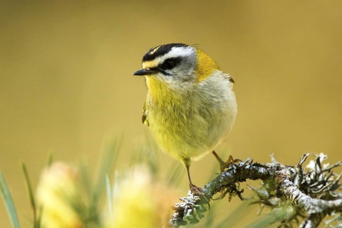 Common Firecrest (Regulus ignicapilla), Avila, Spain