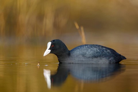 Eurasian Coot (Fulica atra), North Rhine-Westphalia, Germany