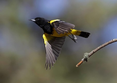 Scott's Oriole (Icterus parisorum) male taking flight, Arizona, USA