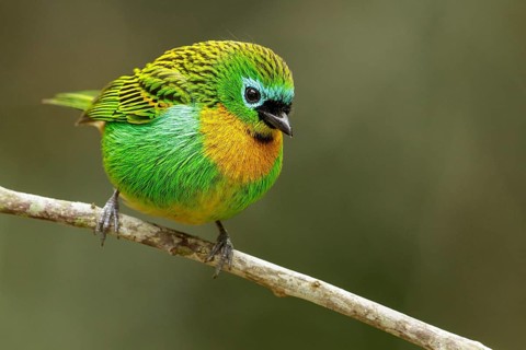 Brassy-breasted Tanager (Tangara desmaresti) perched on a branch in the Atlantic Rainforest Region