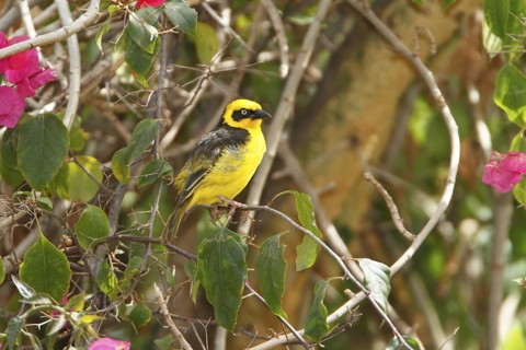 Baglafecht Weaver (Ploceus baglafecht) male, Lake Naivasha, Kenya
