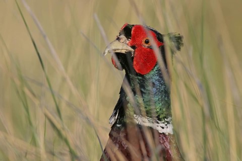 Common Pheasant (Phasianus colchicus) male, Rhineland-Palatinate, Germany