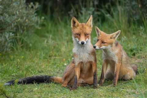 Red Fox (Vulpes vulpes) mother with young in grassland, Netherlands