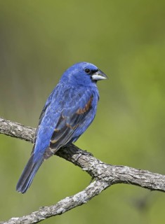 Blue Grosbeak (Passerina caerulea) male, Ohio, USA