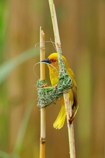 A gold weaver building a nest, iSimangaliso Wetland Park, St Lucia, KwaZulu-Natal, South Africa