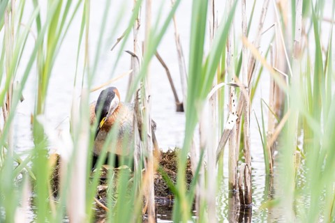 Red-necked Grebe (Podiceps grisegena) standing over its nest and looking at the eggs, Virkkula,