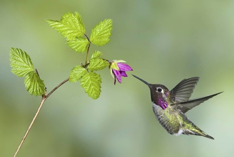 Anna's Hummingbird (Calypte anna), British Columbia, Canada