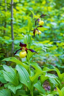 Beautiful Lady's-slipper orchid (Cypripedium calceolus) growing in a moist forest in the summer