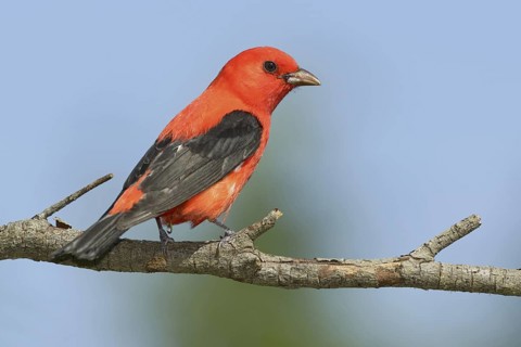 Scarlet Tanager (Piranga olivacea) male, Texas, USA