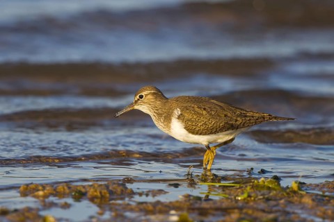 Common Sandpiper (Actitis hypoleucos) foraging, North Rhine-Westphalia, Germany