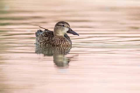 Blue-winged Teal (Spatula discors) female, Arizona, USA