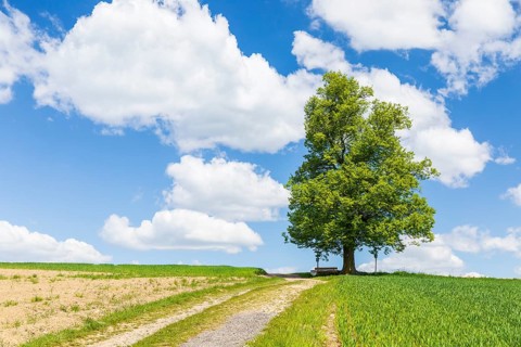 Cunnersdorfer Lime tree, single lime tree (Tilia) on a hill near Glashütte, Saxony, Germany