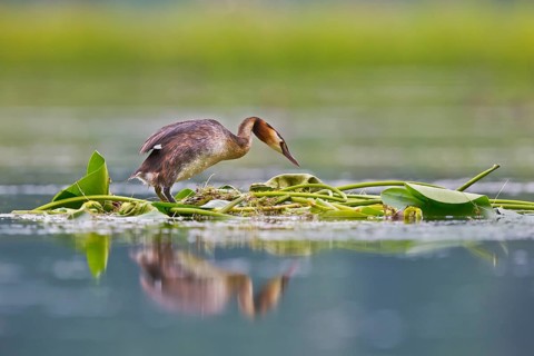Great Crested Grebe (Podiceps cristatus) on nest, Bavaria, Germany