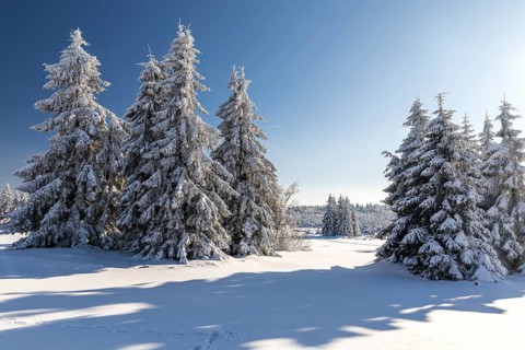 Sunny winter landscape with snow-covered trees, bushes, trails and branches covered with hoarfrost