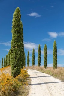 Hill with avenue of columnar cypresses (Cupressus sempervirens) near Siena, Tuscany, Italy