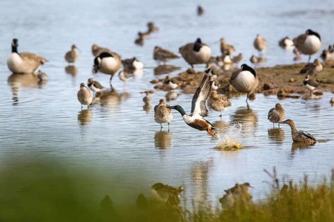 Northern Shoveler, Spatula clypeata, birds in flight over marshes