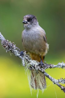 Siberian Jay, (Perisoreus infaustus), animals, birds, bird, perch, biotope, raven family, Virkkula,