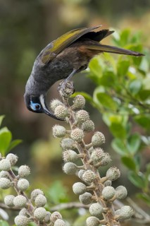 Belford's Melidectes (Melidectes belfordi) perched on a branch in Papua New Guinea
