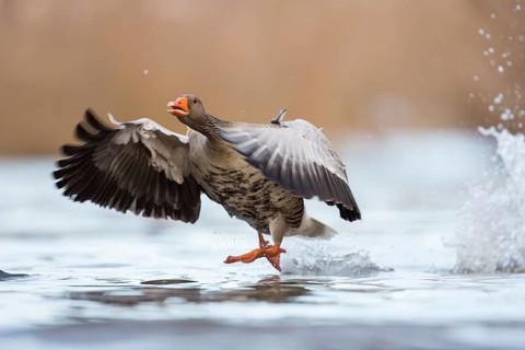 Greylag Goose (Anser anser) flying, Rhineland-Palatinate, Germany