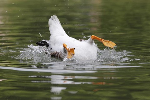 Bar-headed Goose (Anser indicus) bathing, Bavaria, Germany