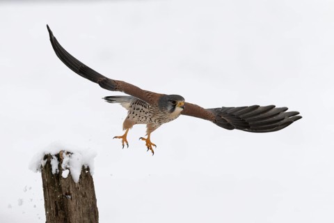 Kestrel (Falco tinnunculus) in the snow, Bitburg, Rhineland-Palatinate, Germany